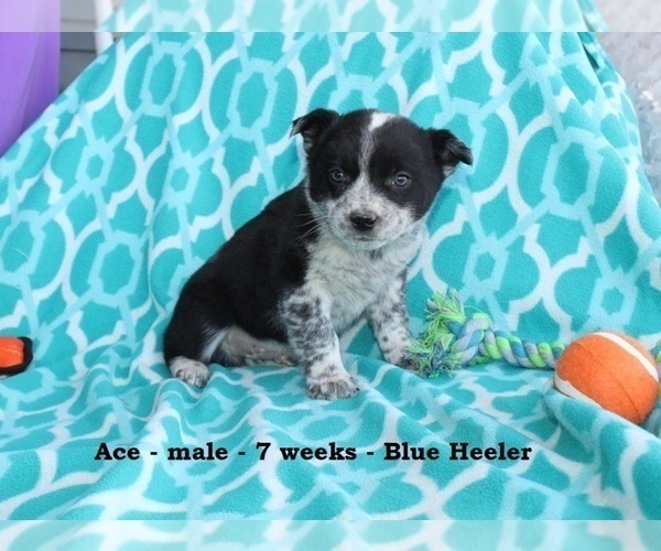 Medium Photo #1 Texas Heeler Puppy For Sale in CLARKRANGE, TN, USA