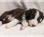 Puppy Teddy Border Collie