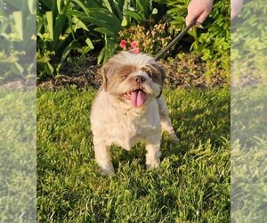 Shih Tzu Dogs for adoption in Batavia, NY, USA