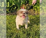 Small Shih Tzu