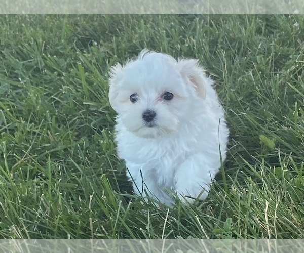 Medium Photo #2 Maltese Puppy For Sale in CANOGA, NY, USA