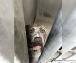 Small American Pit Bull Terrier