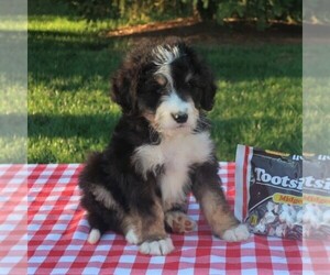 Medium Bernedoodle