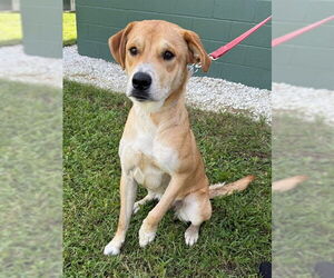 Labrador Retriever-Unknown Mix Dogs for adoption in Naples, FL, USA