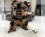 Small #2 Yorkshire Terrier