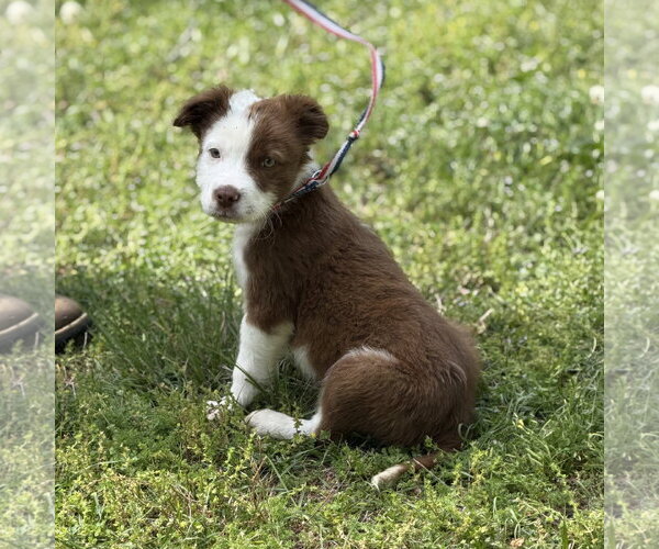Medium Photo #4 Boxer-Unknown Mix Puppy For Sale in Yardley, PA, USA