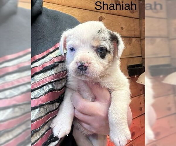 Medium Photo #4 Mutt Puppy For Sale in Mooresville, NC, USA