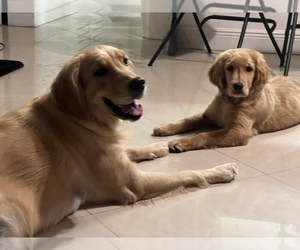 Golden Retriever Puppy for sale in DAVIE, FL, USA
