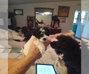 Poodle (Toy) Puppy for sale in CHADBOURN, NC, USA