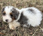 Small #3 Bernedoodle (Miniature)