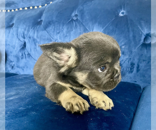 Medium Photo #15 French Bulldog Puppy For Sale in COLUMBUS, OH, USA