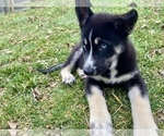 Puppy 3 German Shepherd Dog-Siberian Husky Mix