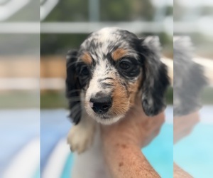 Medium Dachshund