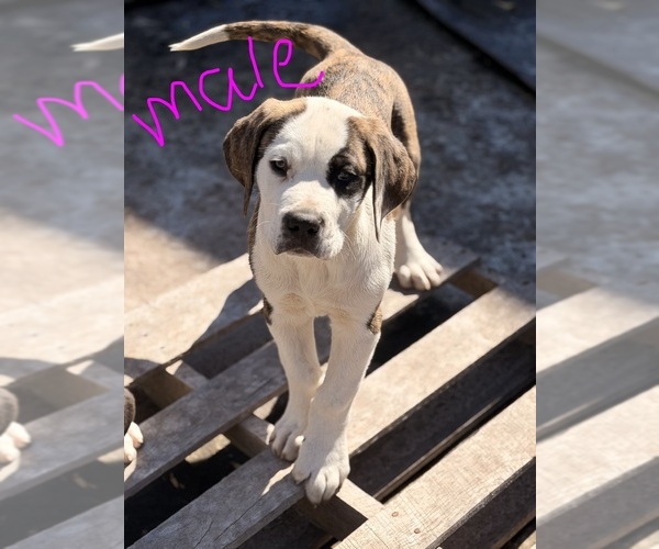 Medium Photo #1 Great Dane Puppy For Sale in SUMMERVILLE, SC, USA