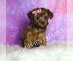 Small Photo #137 Yorkipoo Puppy For Sale in WARSAW, IN, USA