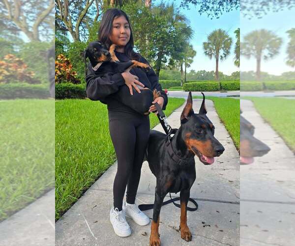 Medium Photo #30 Doberman Pinscher Puppy For Sale in FORT LAUDERDALE, FL, USA