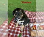 Small #3 Australian Shepherd