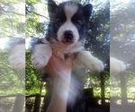 Image preview for Ad Listing. Nickname: Husky2