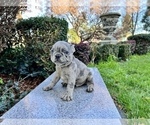 Small Photo #159 French Bulldog Puppy For Sale in HAYWARD, CA, USA
