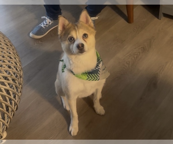 Medium Photo #1 Pomsky Puppy For Sale in HAUPPAUGE, NY, USA