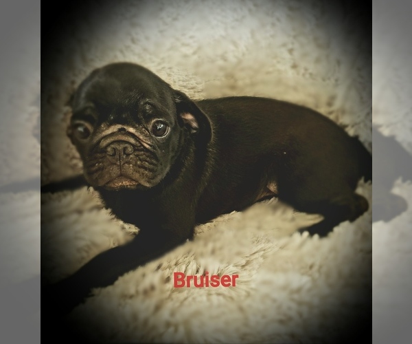 Medium Photo #5 Pug Puppy For Sale in LOUISE, TX, USA
