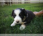 Small Photo #3 Border Collie Puppy For Sale in MARIPOSA, CA, USA