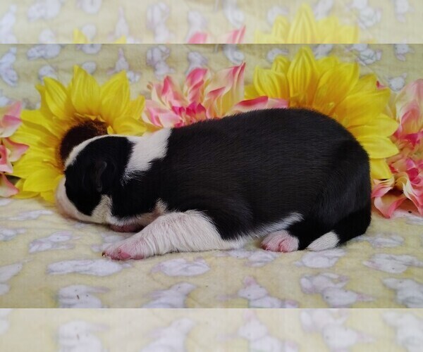 Medium Photo #56 Border Collie Puppy For Sale in NORBORNE, MO, USA
