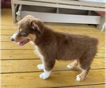 Small Photo #8 Australian Shepherd-Unknown Mix Puppy For Sale in JEROMESVILLE, OH, USA