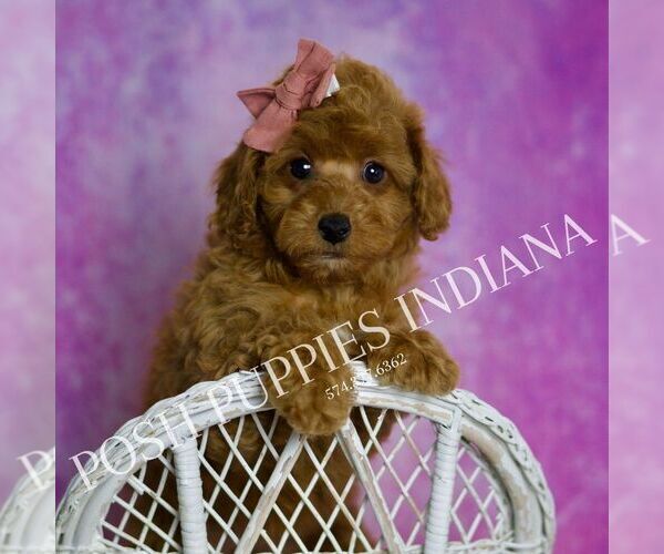 Medium Photo #2 Poodle (Miniature) Puppy For Sale in WARSAW, IN, USA