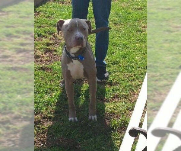 Medium Photo #4 American Staffordshire Terrier-Unknown Mix Puppy For Sale in Lake Forest, CA, USA