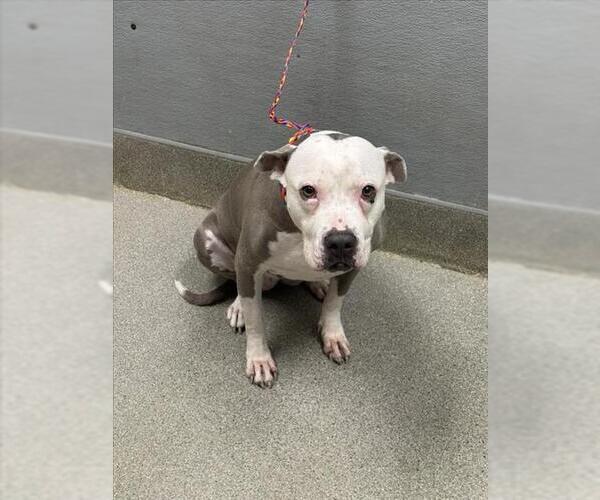 Medium Photo #1 Mutt Puppy For Sale in Las Vegas, NV, USA