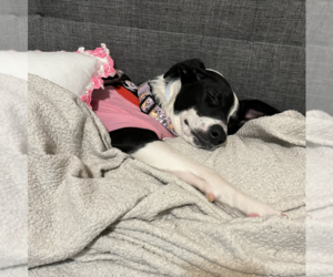 Oreo - Female Mutt Dog for Adoption - Photo #11