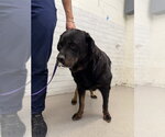 Small Rottweiler