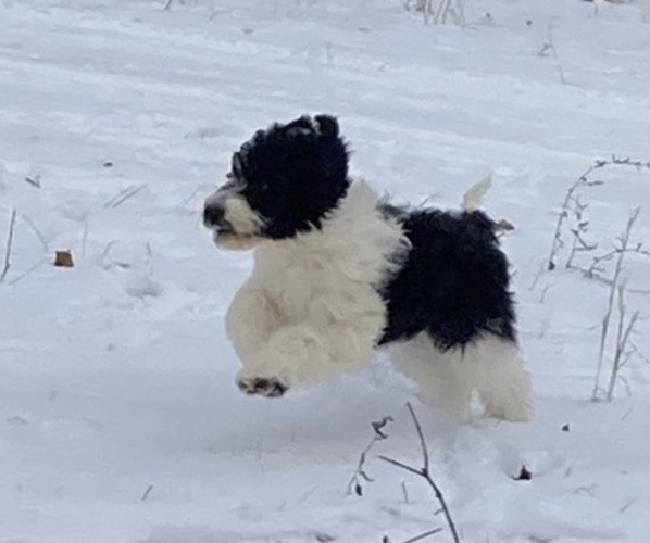 Medium Photo #2 Sheepadoodle Puppy For Sale in BUCKHANNON, WV, USA