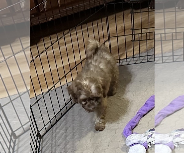 Medium Photo #4 ShihPoo Puppy For Sale in GLOUCESTER, VA, USA