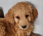Small Photo #8 Goldendoodle Puppy For Sale in LAGRANGE, IN, USA
