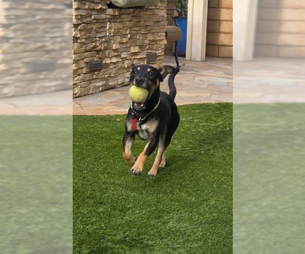 Medium Photo #2 Chihuahua-Unknown Mix Puppy For Sale in San Diego, CA, USA