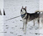 Small Photo #1 Siberian Husky Puppy For Sale in KING GEORGE, VA, USA