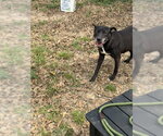 Small Labrador Retriever Mix