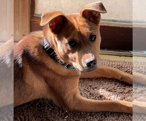 Medium Photo #16 Borador Puppy For Sale in Brewster, NY, USA