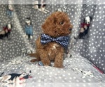 Small #5 Cavapoo