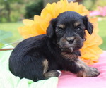 Small Photo #3 Cavapoo Puppy For Sale in THORP, WI, USA