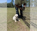 Small Photo #38 Great Pyrenees Puppy For Sale in MYAKKA CITY, FL, USA