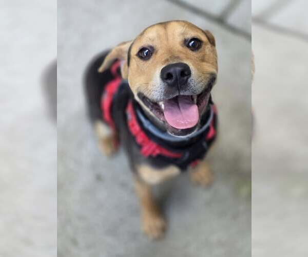Medium Photo #3 Beagle-Unknown Mix Puppy For Sale in Woodsfield, OH, USA