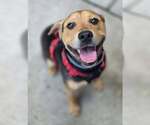 Small #2 Beagle Mix