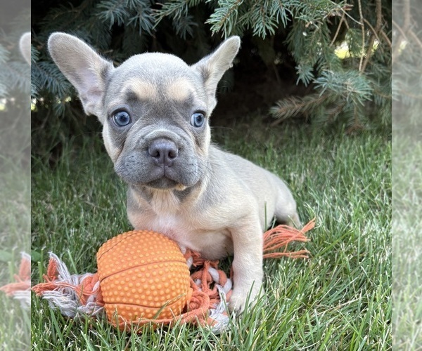 Medium Photo #3 French Bulldog Puppy For Sale in MIDDLEBURY, IN, USA