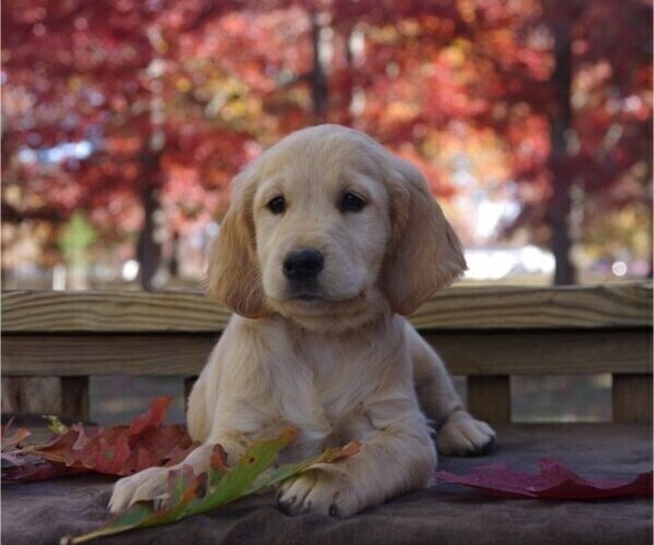 Medium Photo #1 Golden Irish Puppy For Sale in SALEM, MO, USA
