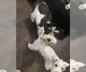 Schnauzer (Standard) Puppy for sale in PARSONS, TN, USA