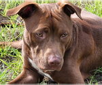 Small #1 American Pit Bull Terrier