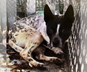 Spotty - Male Mutt Dog for Adoption - Photo #29